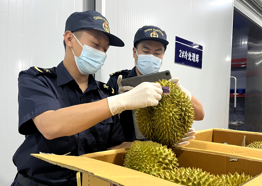 磨憨鐵路口岸綜合性指定監管場地水果查驗區內，海關關員正在查驗進口榴蓮。勐臘海關供圖