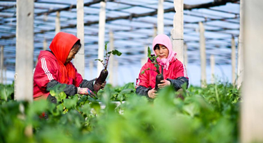 天津：沙窩蘿卜迎來豐收季